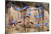 Red-and-green macaw flock flying, Amazonia, Peru-Nick Garbutt-Stretched Canvas