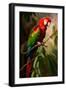 Red and Green Macaw I-Vivienne Dupont-Framed Art Print