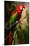 Red and Green Macaw I-Vivienne Dupont-Mounted Art Print