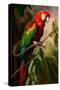 Red and Green Macaw I-Vivienne Dupont-Stretched Canvas