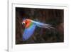 Red-and-green macaw in flight over forest canopy. Mato Grosso do Sul, Brazil. September-Nick Garbutt-Framed Photographic Print