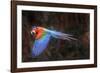 Red-and-green macaw in flight over forest canopy. Mato Grosso do Sul, Brazil. September-Nick Garbutt-Framed Photographic Print