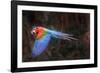 Red-and-green macaw in flight over forest canopy. Mato Grosso do Sul, Brazil. September-Nick Garbutt-Framed Photographic Print