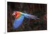 Red-and-green macaw in flight over forest canopy. Mato Grosso do Sul, Brazil. September-Nick Garbutt-Framed Photographic Print