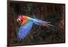 Red-and-green macaw in flight over forest canopy. Mato Grosso do Sul, Brazil. September-Nick Garbutt-Framed Photographic Print