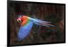 Red-and-green macaw in flight over forest canopy. Mato Grosso do Sul, Brazil. September-Nick Garbutt-Framed Photographic Print