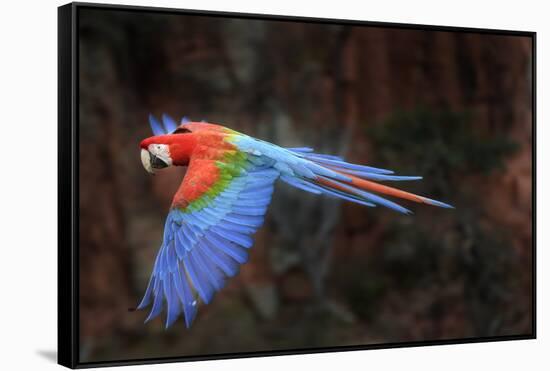 Red-and-green macaw in flight over forest canopy. Mato Grosso do Sul, Brazil. September-Nick Garbutt-Framed Stretched Canvas