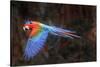 Red-and-green macaw in flight over forest canopy. Mato Grosso do Sul, Brazil. September-Nick Garbutt-Stretched Canvas