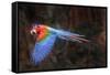 Red-and-green macaw in flight over forest canopy. Mato Grosso do Sul, Brazil. September-Nick Garbutt-Framed Stretched Canvas