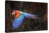 Red-and-green macaw in flight over forest canopy. Mato Grosso do Sul, Brazil. September-Nick Garbutt-Stretched Canvas