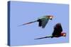 Red and Green Macaw-null-Stretched Canvas