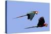 Red and Green Macaw-null-Stretched Canvas