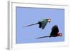 Red and Green Macaw-null-Framed Photographic Print