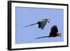 Red and Green Macaw-null-Framed Photographic Print