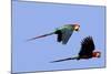 Red and Green Macaw-null-Mounted Photographic Print