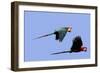Red and Green Macaw-null-Framed Photographic Print