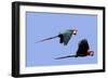 Red and Green Macaw-null-Framed Photographic Print