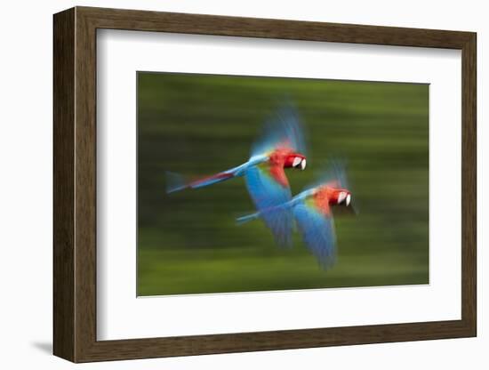 Red And Green Macaws (Ara Chloropterus) In Flight, Motion Blurred Photograph, Buraxo Das Aras-Bence Mate-Framed Photographic Print