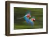 Red And Green Macaws (Ara Chloropterus) In Flight, Motion Blurred Photograph, Buraxo Das Aras-Bence Mate-Framed Photographic Print