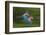 Red And Green Macaws (Ara Chloropterus) In Flight, Motion Blurred Photograph, Buraxo Das Aras-Bence Mate-Framed Photographic Print