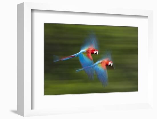 Red And Green Macaws (Ara Chloropterus) In Flight, Motion Blurred Photograph, Buraxo Das Aras-Bence Mate-Framed Photographic Print