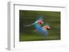 Red And Green Macaws (Ara Chloropterus) In Flight, Motion Blurred Photograph, Buraxo Das Aras-Bence Mate-Framed Photographic Print