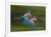 Red And Green Macaws (Ara Chloropterus) In Flight, Motion Blurred Photograph, Buraxo Das Aras-Bence Mate-Framed Photographic Print