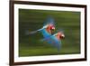 Red And Green Macaws (Ara Chloropterus) In Flight, Motion Blurred Photograph, Buraxo Das Aras-Bence Mate-Framed Photographic Print