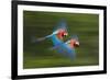 Red And Green Macaws (Ara Chloropterus) In Flight, Motion Blurred Photograph, Buraxo Das Aras-Bence Mate-Framed Photographic Print