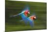 Red And Green Macaws (Ara Chloropterus) In Flight, Motion Blurred Photograph, Buraxo Das Aras-Bence Mate-Mounted Photographic Print