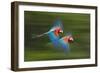 Red And Green Macaws (Ara Chloropterus) In Flight, Motion Blurred Photograph, Buraxo Das Aras-Bence Mate-Framed Photographic Print