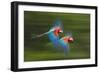 Red And Green Macaws (Ara Chloropterus) In Flight, Motion Blurred Photograph, Buraxo Das Aras-Bence Mate-Framed Photographic Print