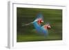 Red And Green Macaws (Ara Chloropterus) In Flight, Motion Blurred Photograph, Buraxo Das Aras-Bence Mate-Framed Photographic Print