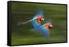 Red And Green Macaws (Ara Chloropterus) In Flight, Motion Blurred Photograph, Buraxo Das Aras-Bence Mate-Framed Stretched Canvas