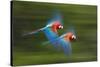 Red And Green Macaws (Ara Chloropterus) In Flight, Motion Blurred Photograph, Buraxo Das Aras-Bence Mate-Stretched Canvas