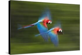 Red And Green Macaws (Ara Chloropterus) In Flight, Motion Blurred Photograph, Buraxo Das Aras-Bence Mate-Stretched Canvas