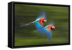 Red And Green Macaws (Ara Chloropterus) In Flight, Motion Blurred Photograph, Buraxo Das Aras-Bence Mate-Framed Stretched Canvas