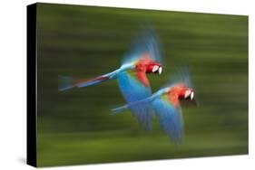 Red And Green Macaws (Ara Chloropterus) In Flight, Motion Blurred Photograph, Buraxo Das Aras-Bence Mate-Stretched Canvas