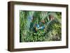 Red-and-green Macaws (Ara chloropterus) on palm tree branches, Manu National Park-G&M Therin-Weise-Framed Photographic Print