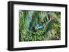 Red-and-green Macaws (Ara chloropterus) on palm tree branches, Manu National Park-G&M Therin-Weise-Framed Photographic Print