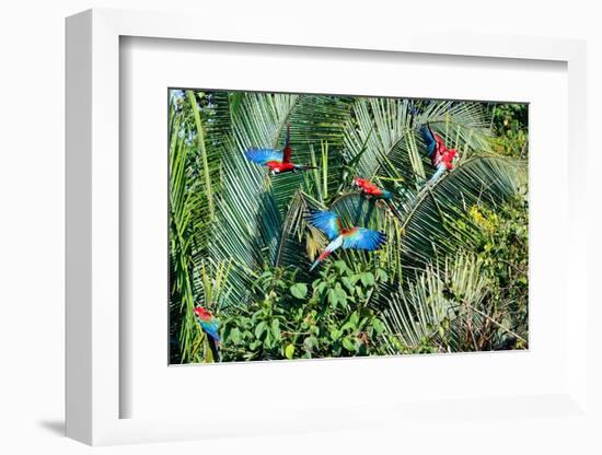 Red-and-green Macaws (Ara chloropterus) on palm tree branches, Manu National Park-G&M Therin-Weise-Framed Photographic Print