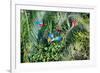 Red-and-green Macaws (Ara chloropterus) on palm tree branches, Manu National Park-G&M Therin-Weise-Framed Photographic Print