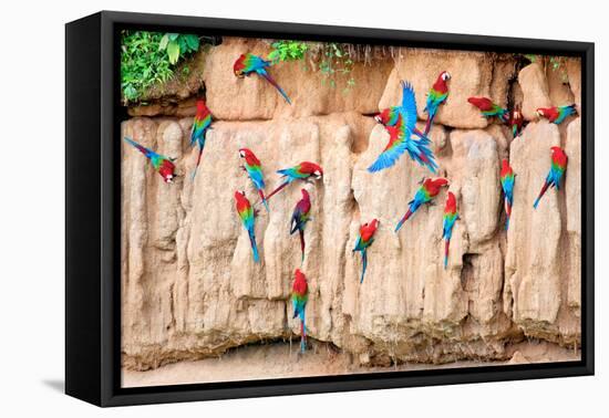 Red-And-Green Macaws at Clay-Lick-Howard Ruby-Framed Stretched Canvas