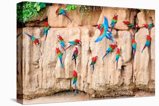 Red-And-Green Macaws at Clay-Lick-Howard Ruby-Stretched Canvas