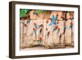 Red-And-Green Macaws at Clay-Lick-Howard Ruby-Framed Photographic Print