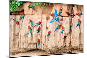 Red-And-Green Macaws at Clay-Lick-Howard Ruby-Mounted Photographic Print