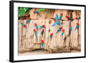 Red-And-Green Macaws at Clay-Lick-Howard Ruby-Framed Photographic Print