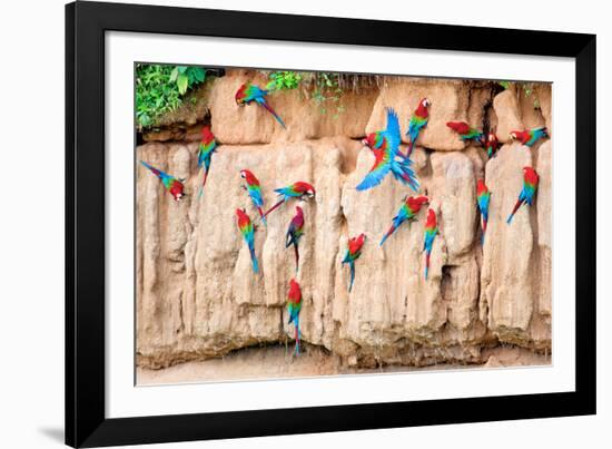 Red-And-Green Macaws at Clay-Lick-Howard Ruby-Framed Photographic Print