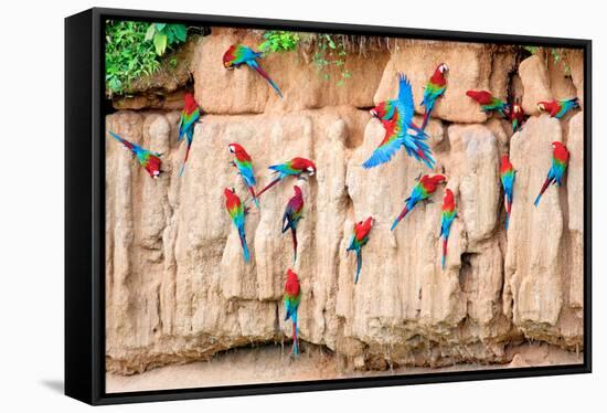Red-And-Green Macaws at Clay-Lick-Howard Ruby-Framed Stretched Canvas