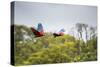 Red-And-Green-Macaws Fly Past the Buraco Das Araras-Alex Saberi-Stretched Canvas